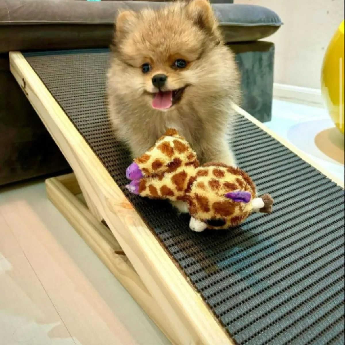 Rampa Ajustável para Cachorro